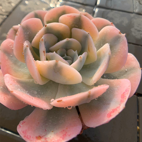 409.多肉植物 寄せ植え エケベリア属 ルンヨニー錦（大）超美苗