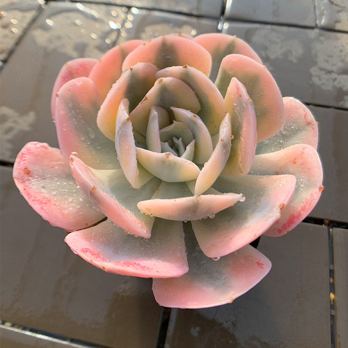409.多肉植物 寄せ植え エケベリア属 ルンヨニー錦（大）超美苗