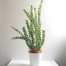 ○数量限定○新作○ミモザの木 希少 美樹形 ”ミモザ・三角葉アカシア