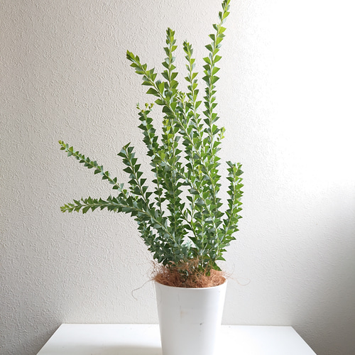 ○数量限定○新作○ミモザの木 希少 美樹形 ”ミモザ・三角葉アカシア