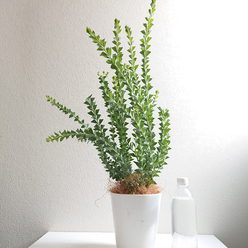 ○数量限定○新作○ミモザの木 希少 美樹形 ”ミモザ・三角葉アカシア