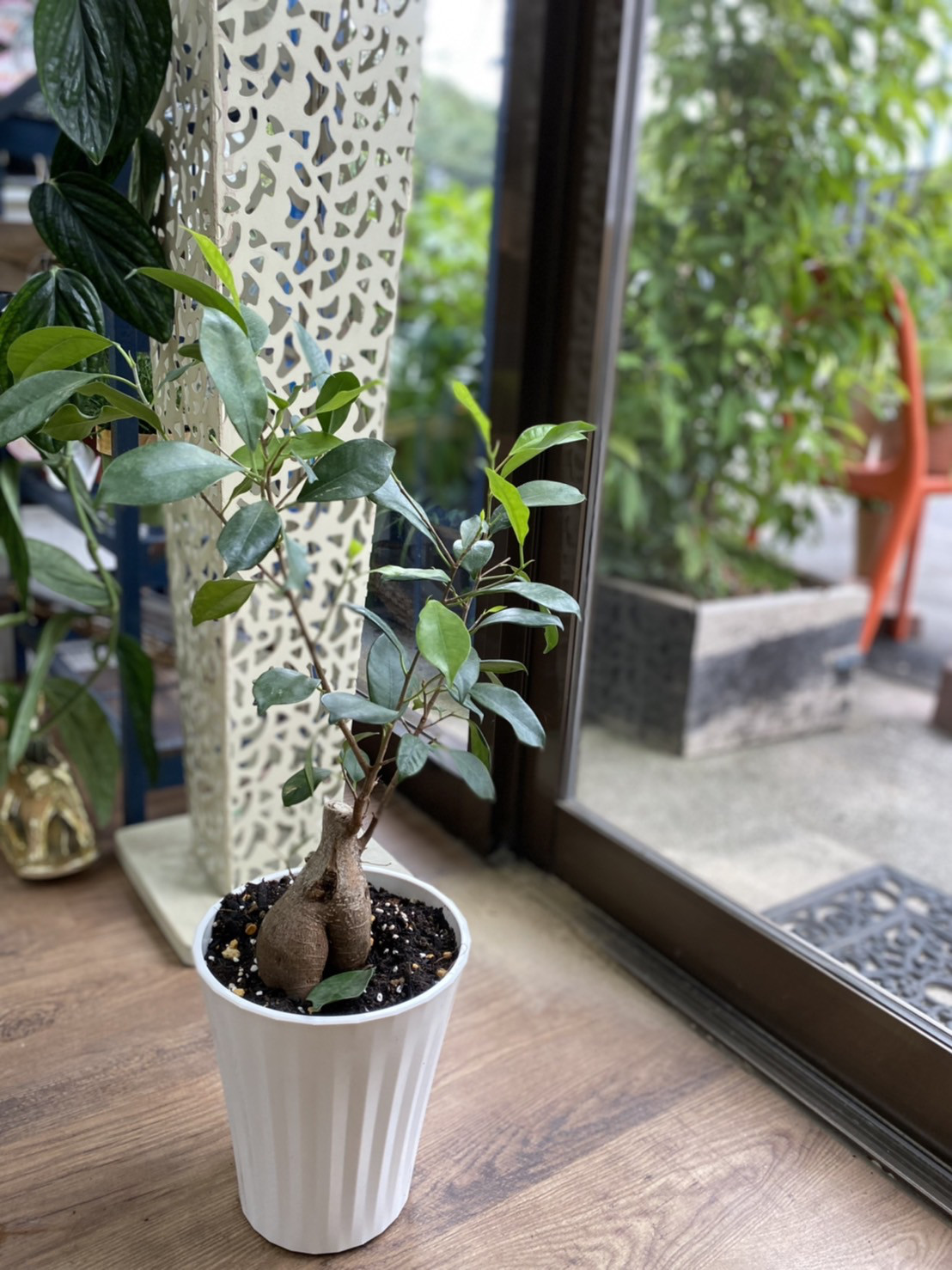 SPECIAL 春の観葉植物 3点セット ウンベラータ ベンジャミン