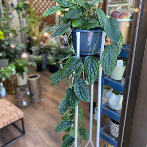 SALE【観葉植物】モンステラ カルステニアナム シルテペカーナ