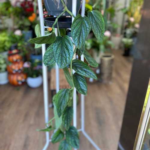 SALE【観葉植物】モンステラ カルステニアナム シルテペカーナ