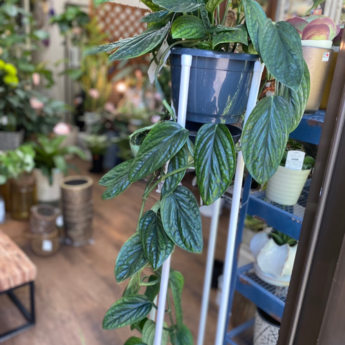 SALE【観葉植物】モンステラ カルステニアナム シルテペカーナ