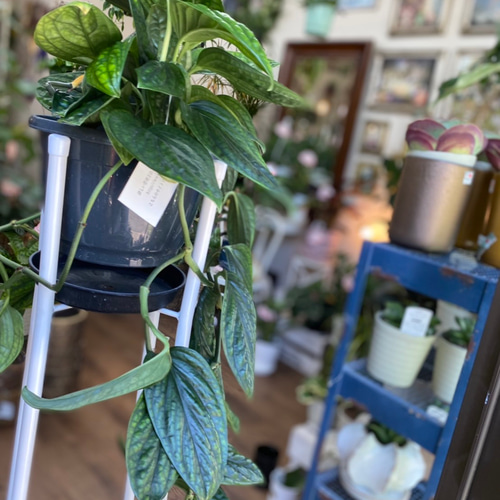 シルテペカナ モンステラ　カルステニアナム　シルテペカーナ　sp.ペルー　7号 モンステラ カルステニアナム シルテペカーナ sp. ペルー HA