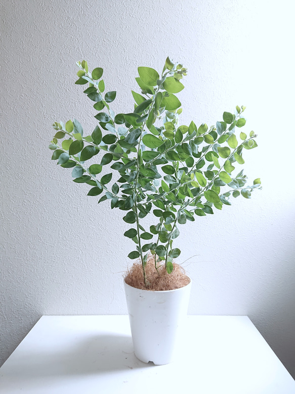 大人気希少✴️ミモザ ✴️ アカシア パール ✴️ パールアカシア（真珠葉）の鉢植え・育て方付き｜e-花屋さん