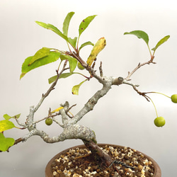 盆栽 超ミニ盆栽 紅深山海棠 ミニ盆栽 ミヤマカイドウ  bonsai 販売 2枚目の画像