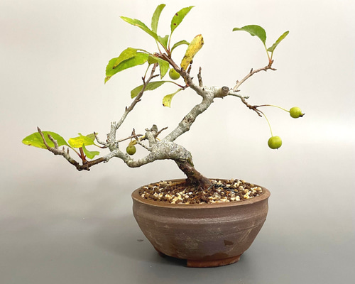 盆栽 超ミニ盆栽 紅深山海棠 ミニ盆栽 ミヤマカイドウ bonsai