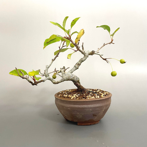 盆栽 超ミニ盆栽 紅深山海棠 ミニ盆栽 ミヤマカイドウ bonsai 販売