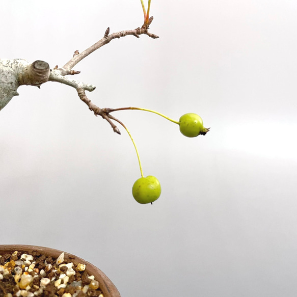 盆栽 超ミニ盆栽 紅深山海棠 ミニ盆栽 ミヤマカイドウ  bonsai 販売 3枚目の画像