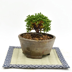 盆栽 超ミニ盆栽 連山檜 ミニ盆栽 連山檜  bonsai 販売 2枚目の画像