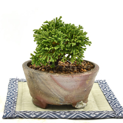 盆栽 超ミニ盆栽 連山檜 ミニ盆栽 連山檜  bonsai 販売 1枚目の画像