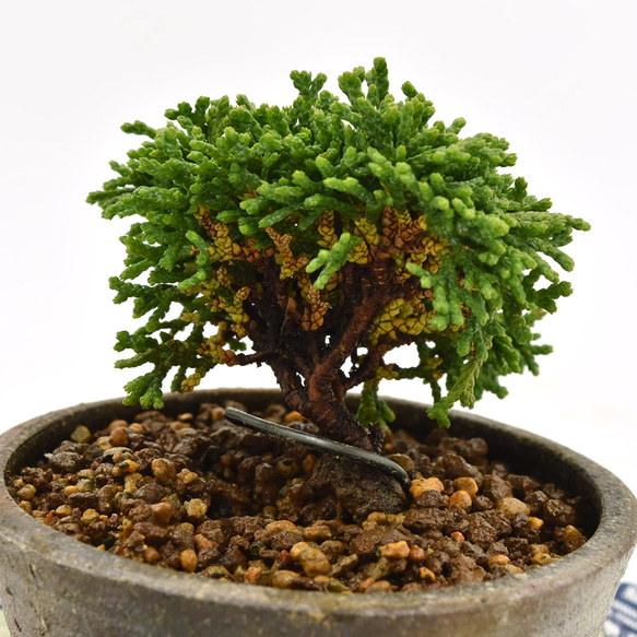 盆栽 超ミニ盆栽 連山檜 ミニ盆栽 連山檜  bonsai 販売 4枚目の画像