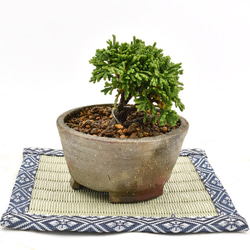 盆栽 超ミニ盆栽 連山檜 ミニ盆栽 連山檜  bonsai 販売 3枚目の画像