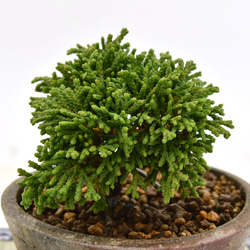 盆栽 超ミニ盆栽 連山檜 ミニ盆栽 連山檜  bonsai 販売 5枚目の画像