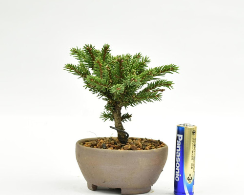 盆栽 超ミニ盆栽 八房蝦夷松 ミニ盆栽 えぞまつ bonsai 販売 その他