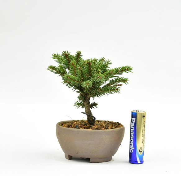 盆栽 超ミニ盆栽 八房蝦夷松 ミニ盆栽 えぞまつ bonsai 販売