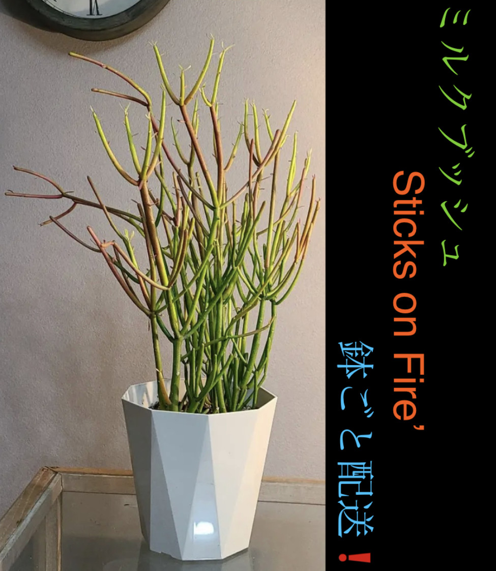 ミルクブッシュちゃん♪専用 | cliniquefatemaalazhar.com