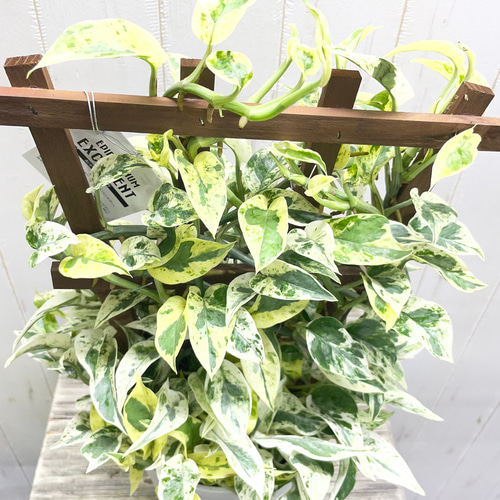 超希少！ EPIPREMNUM EXCELLENT 株立ち ポトス エクセレント 5号ロング