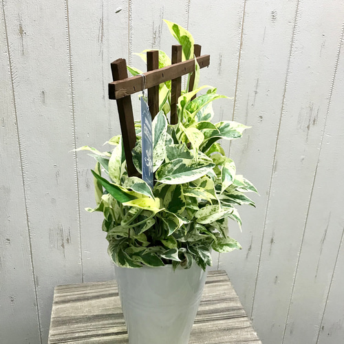 ポトス エクセレント ポトス育て方、人気8種｜売切れも再販予定あり【予約受付】 ポトス エクセレント