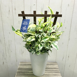 1d6f4b8927b995de3a7603a9b6e882