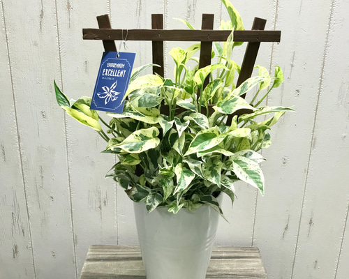 超希少! EPIPREMNUM EXCELLENT 株立ち ポトス エクセレント 5号 超希少! EPIPREMNUM EXCELLENT 株立ち ポトス エクセレント 5号