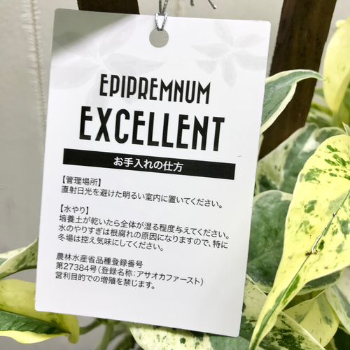 超希少！ EPIPREMNUM EXCELLENT 株立ち ポトス エクセレント 5号
