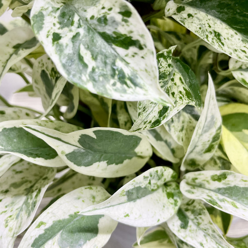超希少！ EPIPREMNUM EXCELLENT 株立ち ポトス エクセレント 5号ロング