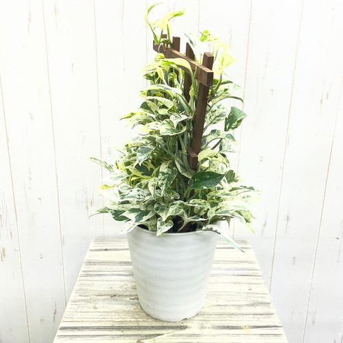 plants様 リクエスト 4点 まとめ商品 超希少！ EPIPREMNUM EXCELLENT 株立ち ポトス エクセレント 5号ロング