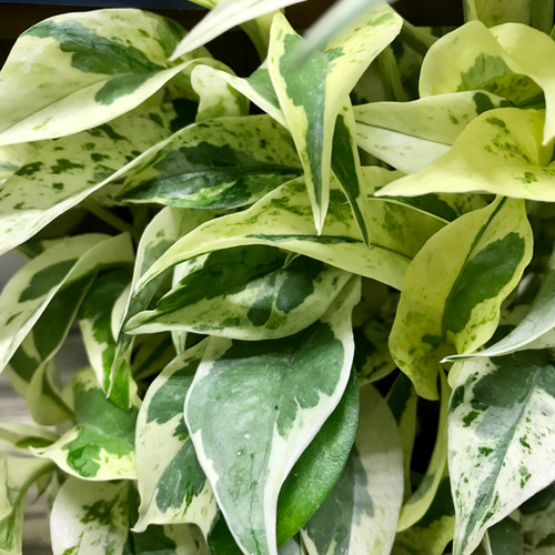 超希少! EPIPREMNUM EXCELLENT 株立ち ポトス エクセレント 5号 超希少! EPIPREMNUM EXCELLENT 株立ち ポトス エクセレント 5号