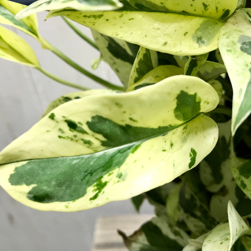 超希少！ EPIPREMNUM EXCELLENT 株立ち ポトス エクセレント 5号