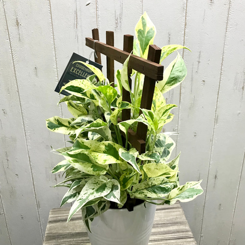 超希少！ EPIPREMNUM EXCELLENT 株立ち ポトス エクセレント 5号