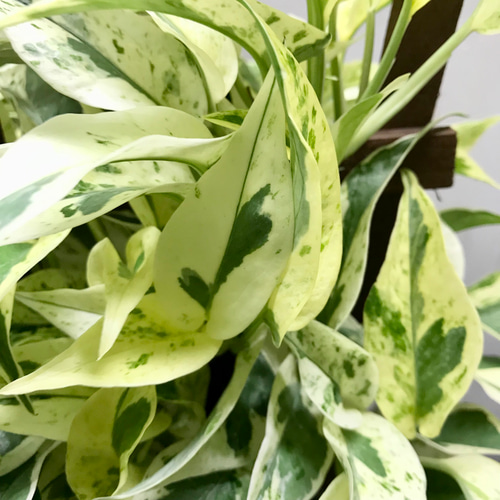 ここ様ご確認用♡レア♡ポトスエクセレント♡5号♡２個セット 超希少！ EPIPREMNUM EXCELLENT 株立ち ポトス エクセレント 5号ロング