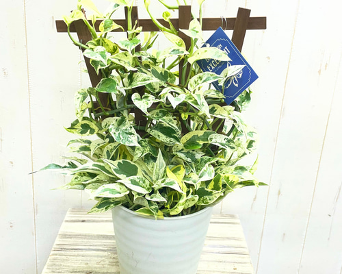 超希少！ EPIPREMNUM EXCELLENT 株立ち ポトス エクセレント 5号ロング 