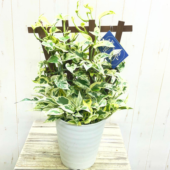 ポトスさん専用 超希少！ EPIPREMNUM EXCELLENT 株立ち ポトス エクセレント 5号ロング