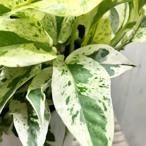 超希少！ EPIPREMNUM EXCELLENT 株立ち ポトス エクセレント 5号ロング