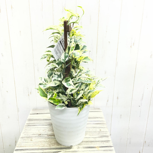 超希少！ EPIPREMNUM EXCELLENT 株立ち ポトス エクセレント 5号ロング