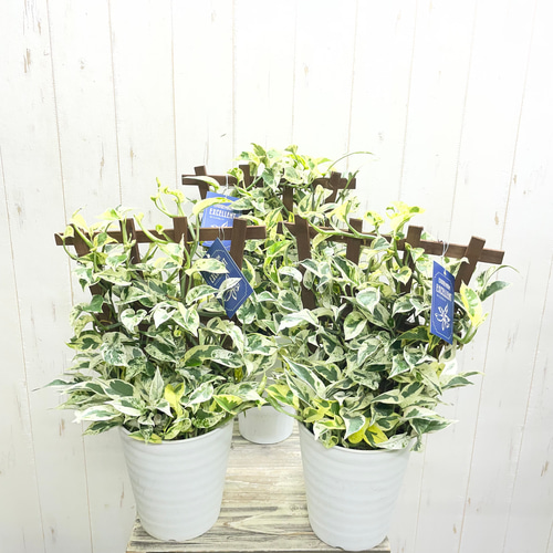 超希少！ EPIPREMNUM EXCELLENT 株立ち ポトス エクセレント 5号ロング