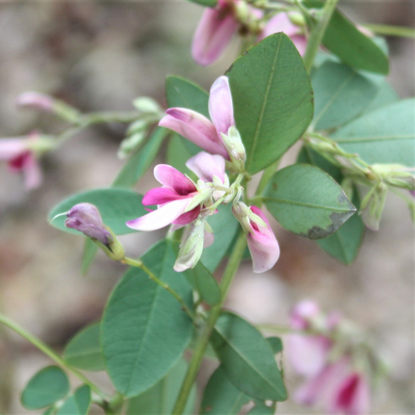 萩の花　イヤーカフ　真鍮　秋の野原　2way 3枚目の画像