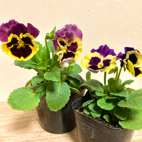 ⭐️秋冬品種を今のうちに⭐️パープルウィングブロッチ パンジー苗1株