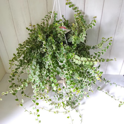 フィカス【プミラ斑入り】 長さ◎ ボリューム◎ 6号鉢 吊り鉢 観葉植物