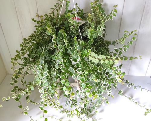 フィカス 緑と赤の斑入り 鉢付き 楽天市場】観葉植物 鉢色選べる フィカス：ねじり ベンジャミン