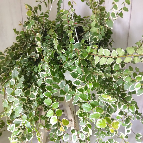 ♥フィカス 緑と白の斑入り 約1メートル♥ ♥フィカス 緑と白の斑入り 約1メートル♥ ♥フィカス 緑と白の斑入り