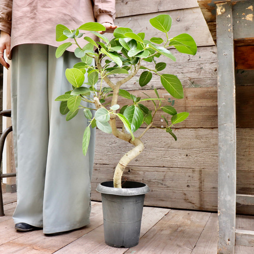ベンガレンシス♡6号♡フィカス♡お部屋に♡観葉植物 アート