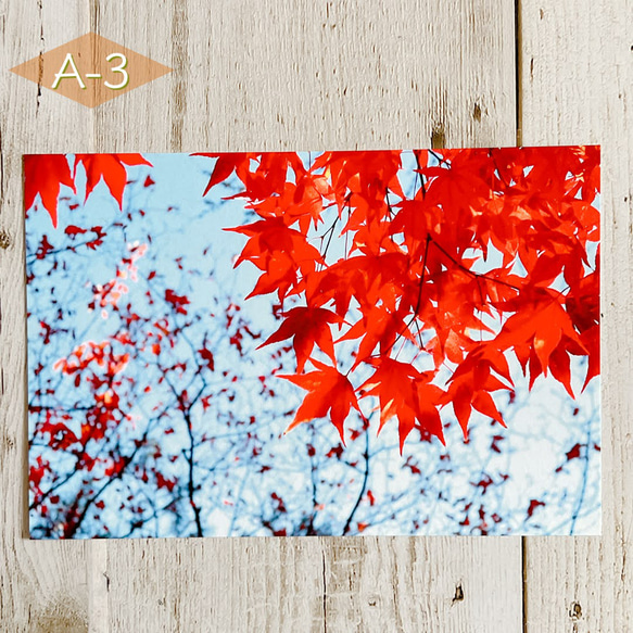 【A-3】写真ポストカード（単品）紅葉 1枚目の画像