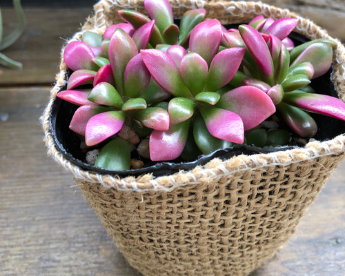 桜吹雪♡ピンクの多肉植物♡紅葉♡もりもり アートフラワー パリ