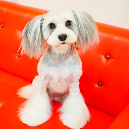 うちの子オーダー2025【オーダーメイド例_さくらちゃん】羊毛フェルト