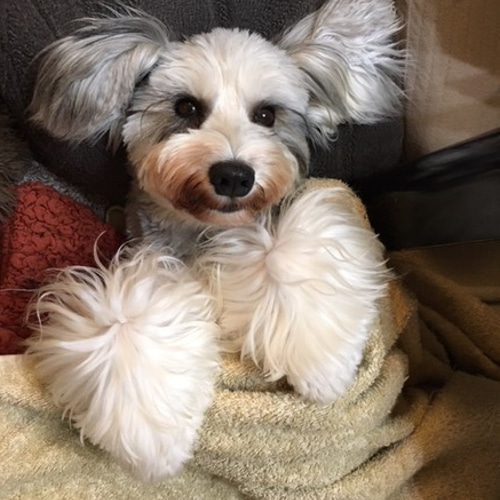 うちの子オーダー2025【オーダーメイド例_さくらちゃん】羊毛フェルト