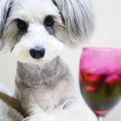 オーダーメイド例_さくらちゃん】羊毛フェルト、犬ぬいぐるみ